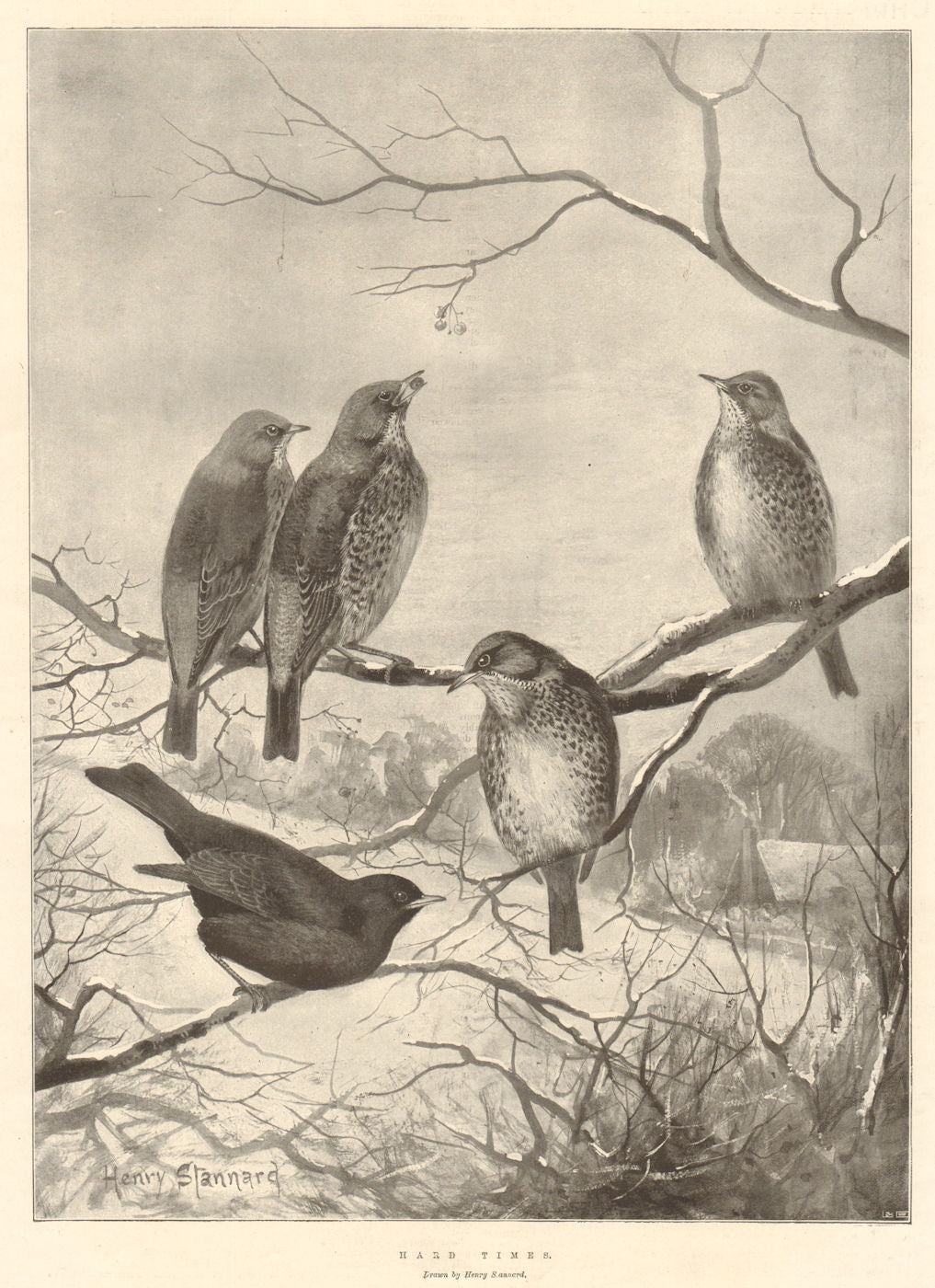 Hard times. Drawn by Henry Sannard. Fine Arts. Birds 1897 old antique print